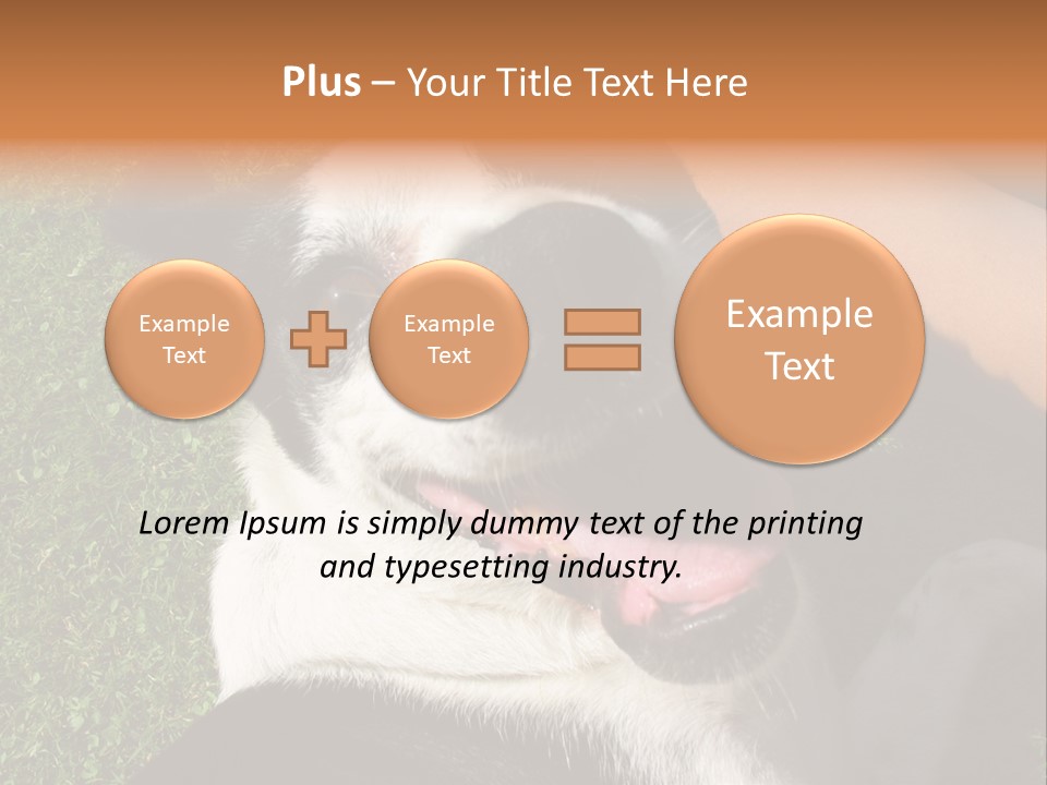 A Black And White Dog Sitting On Top Of A Lush Green Field PowerPoint Template