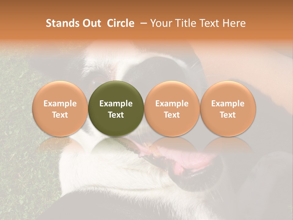 A Black And White Dog Sitting On Top Of A Lush Green Field PowerPoint Template