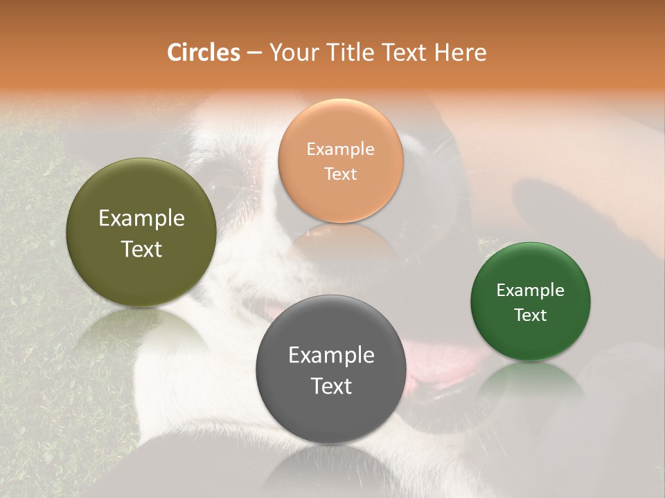 A Black And White Dog Sitting On Top Of A Lush Green Field PowerPoint Template