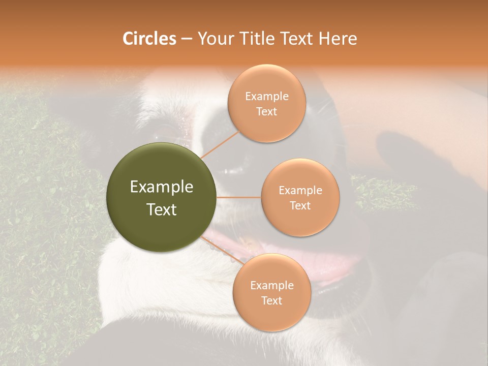 A Black And White Dog Sitting On Top Of A Lush Green Field PowerPoint Template