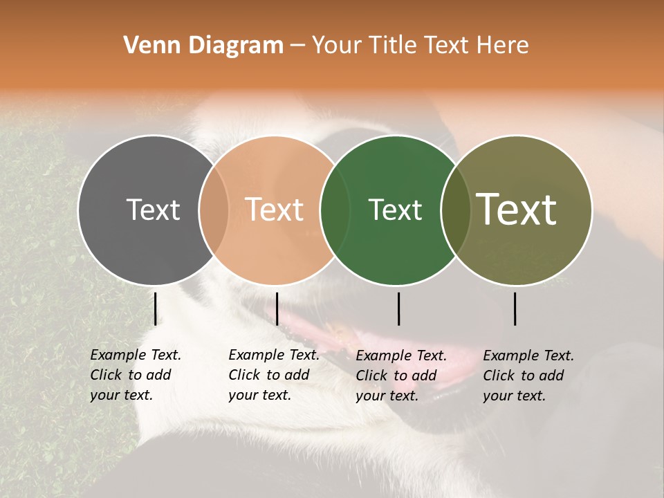 A Black And White Dog Sitting On Top Of A Lush Green Field PowerPoint Template