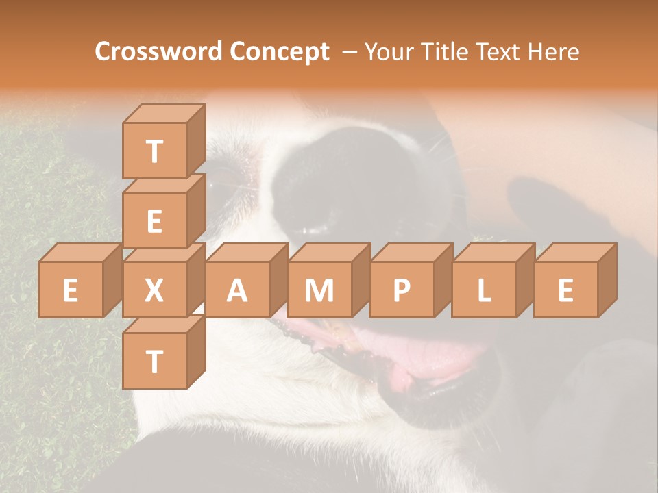 A Black And White Dog Sitting On Top Of A Lush Green Field PowerPoint Template