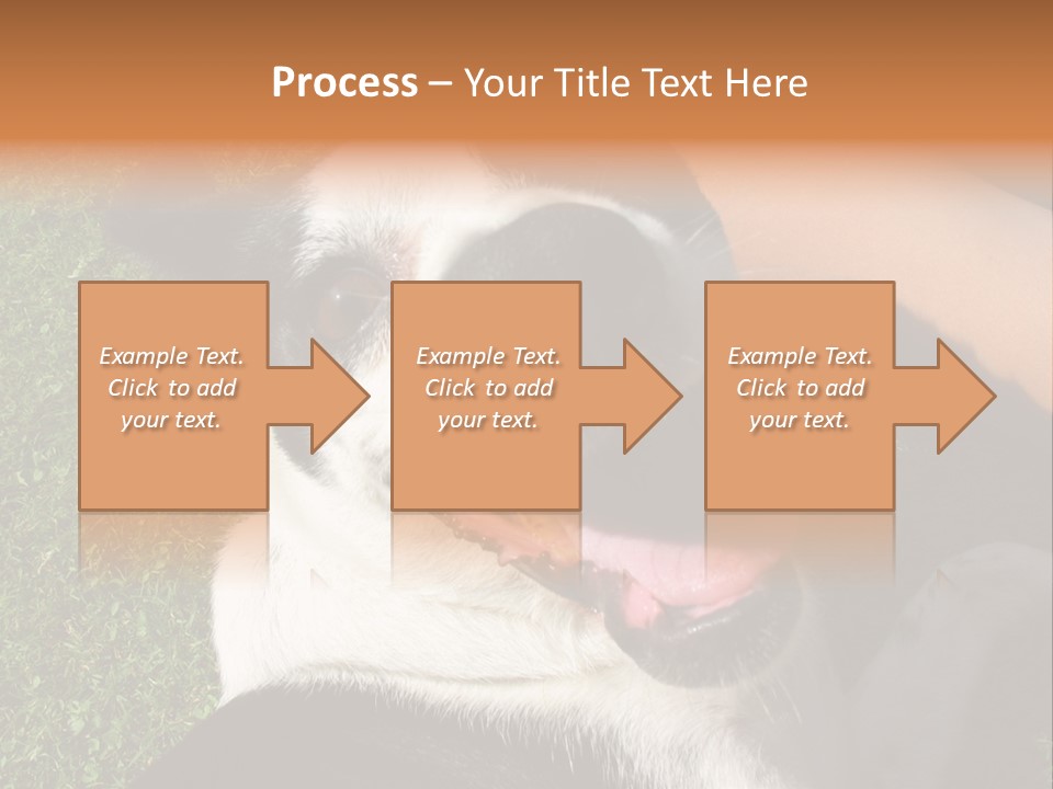 A Black And White Dog Sitting On Top Of A Lush Green Field PowerPoint Template