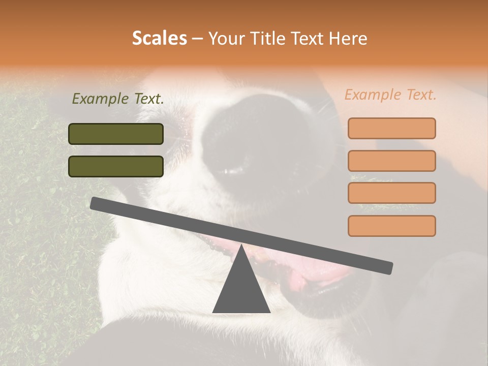 A Black And White Dog Sitting On Top Of A Lush Green Field PowerPoint Template