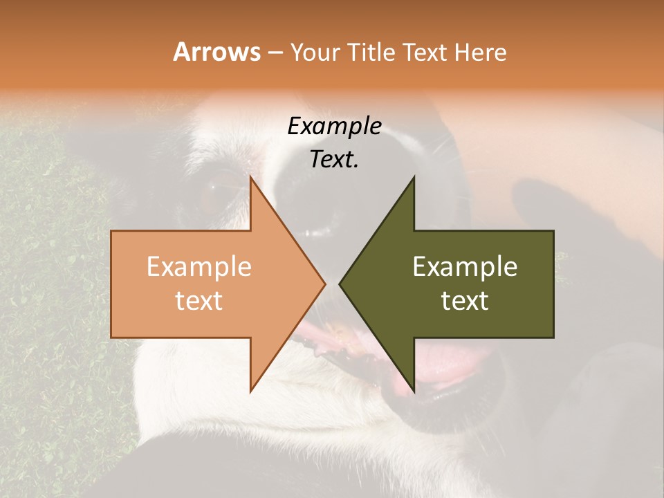 A Black And White Dog Sitting On Top Of A Lush Green Field PowerPoint Template