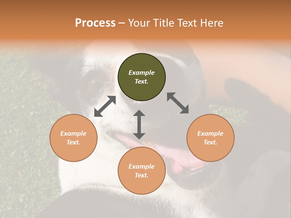 A Black And White Dog Sitting On Top Of A Lush Green Field PowerPoint Template