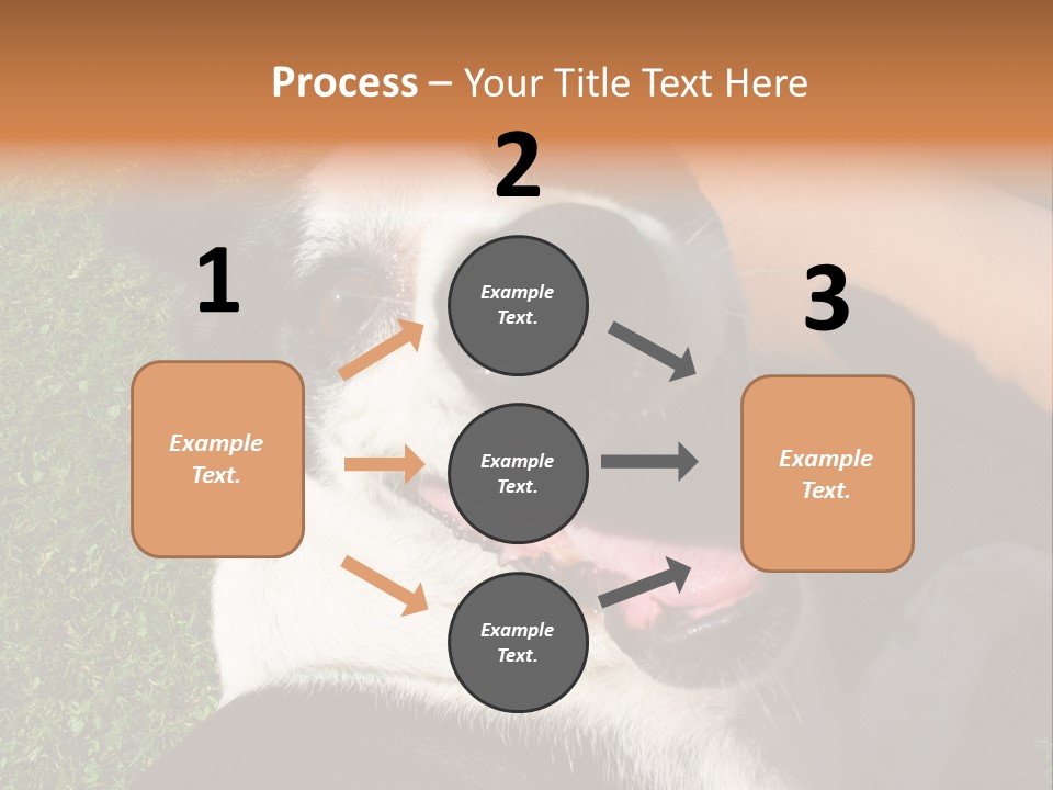 A Black And White Dog Sitting On Top Of A Lush Green Field PowerPoint Template