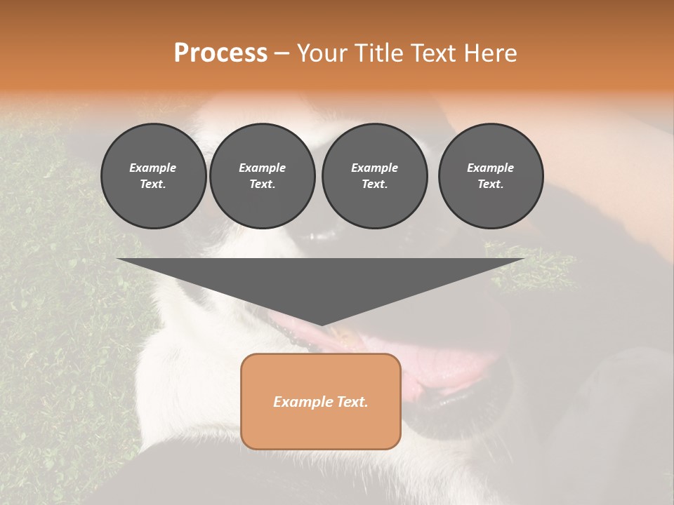 A Black And White Dog Sitting On Top Of A Lush Green Field PowerPoint Template
