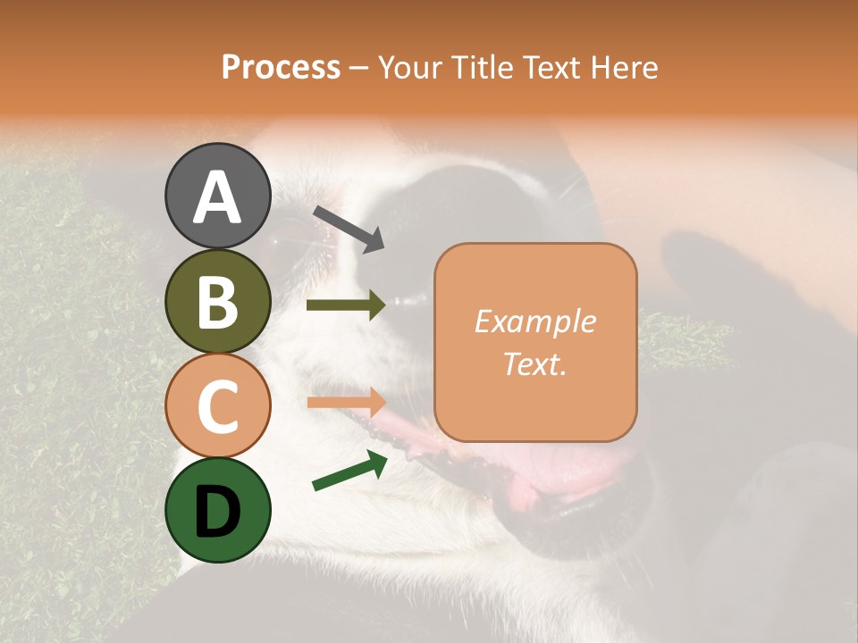 A Black And White Dog Sitting On Top Of A Lush Green Field PowerPoint Template