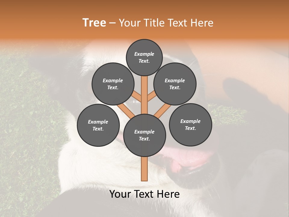 A Black And White Dog Sitting On Top Of A Lush Green Field PowerPoint Template