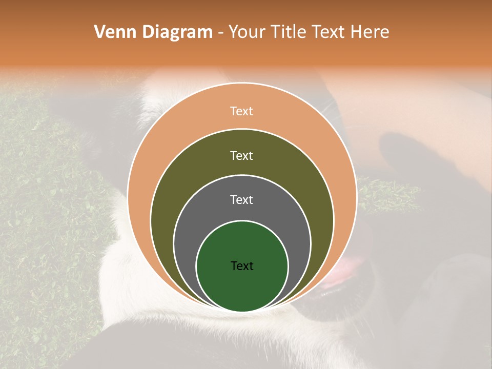 A Black And White Dog Sitting On Top Of A Lush Green Field PowerPoint Template