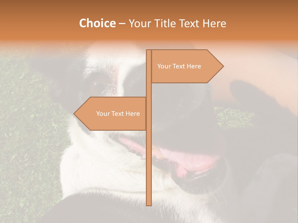 A Black And White Dog Sitting On Top Of A Lush Green Field PowerPoint Template