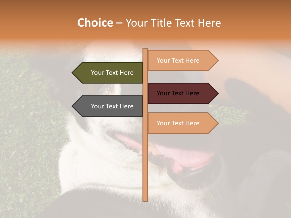 A Black And White Dog Sitting On Top Of A Lush Green Field PowerPoint Template