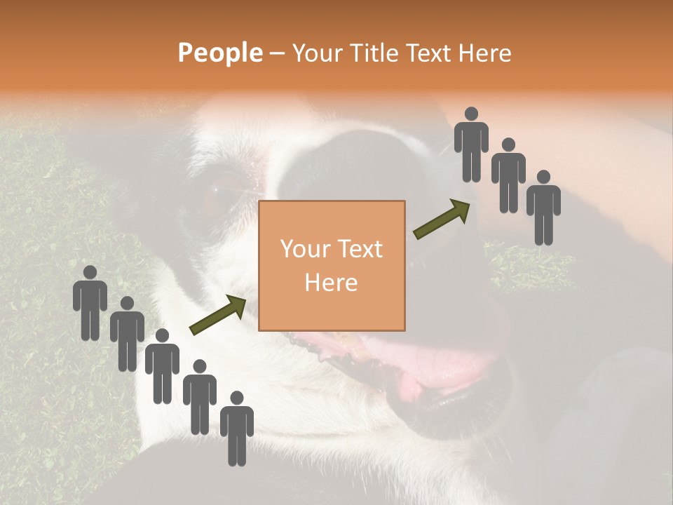 A Black And White Dog Sitting On Top Of A Lush Green Field PowerPoint Template