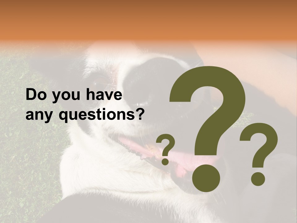 A Black And White Dog Sitting On Top Of A Lush Green Field PowerPoint Template