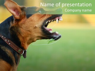 A Dog With It's Mouth Open Showing Teeth PowerPoint Template