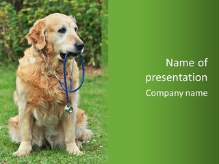 Dog With Stethoscope On Garden PowerPoint Template