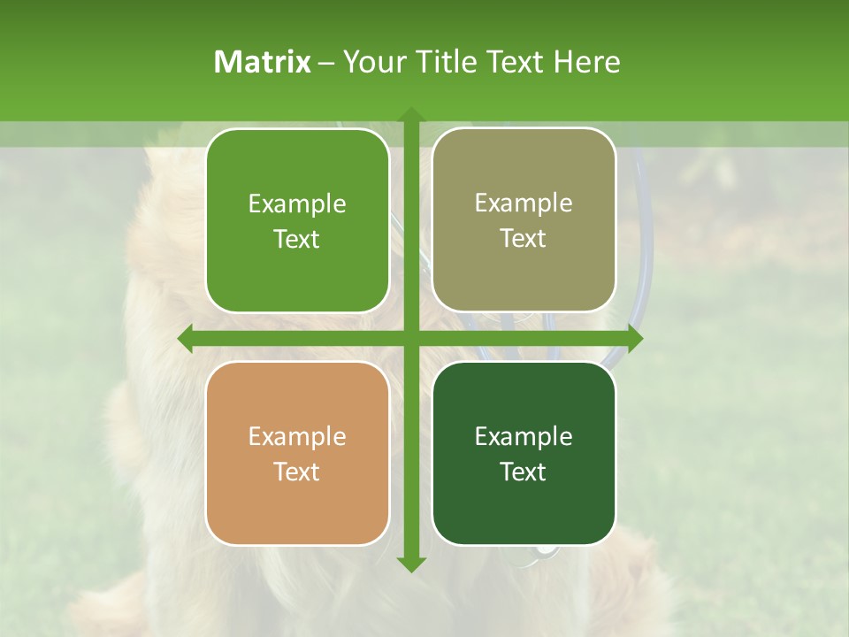 Dog With Stethoscope On Garden PowerPoint Template