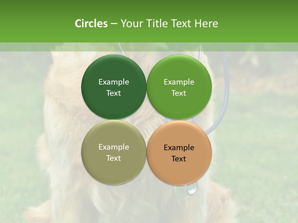 Dog With Stethoscope On Garden PowerPoint Template