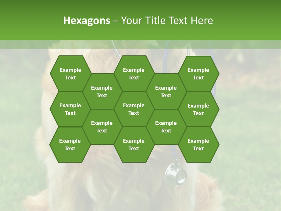 Dog With Stethoscope On Garden PowerPoint Template