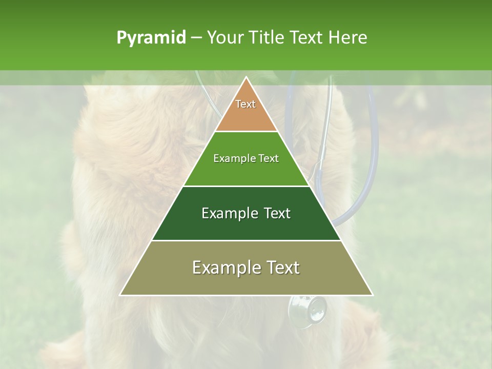 Dog With Stethoscope On Garden PowerPoint Template
