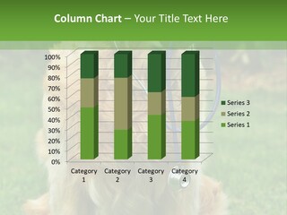 Dog With Stethoscope On Garden PowerPoint Template