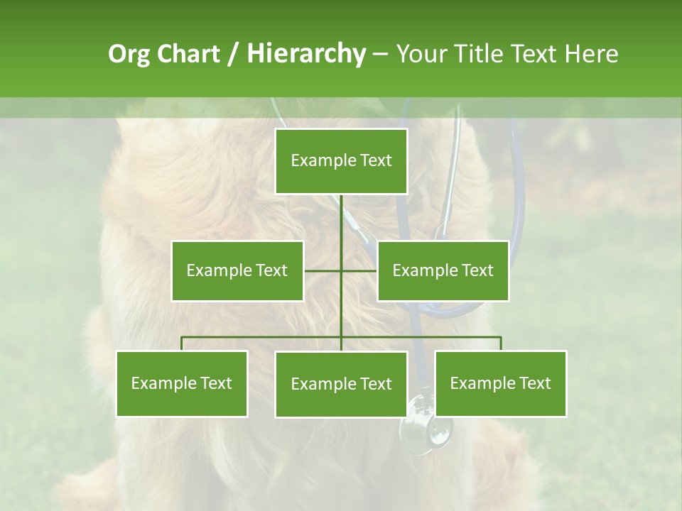 Dog With Stethoscope On Garden PowerPoint Template