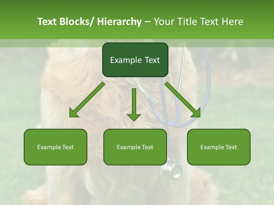 Dog With Stethoscope On Garden PowerPoint Template