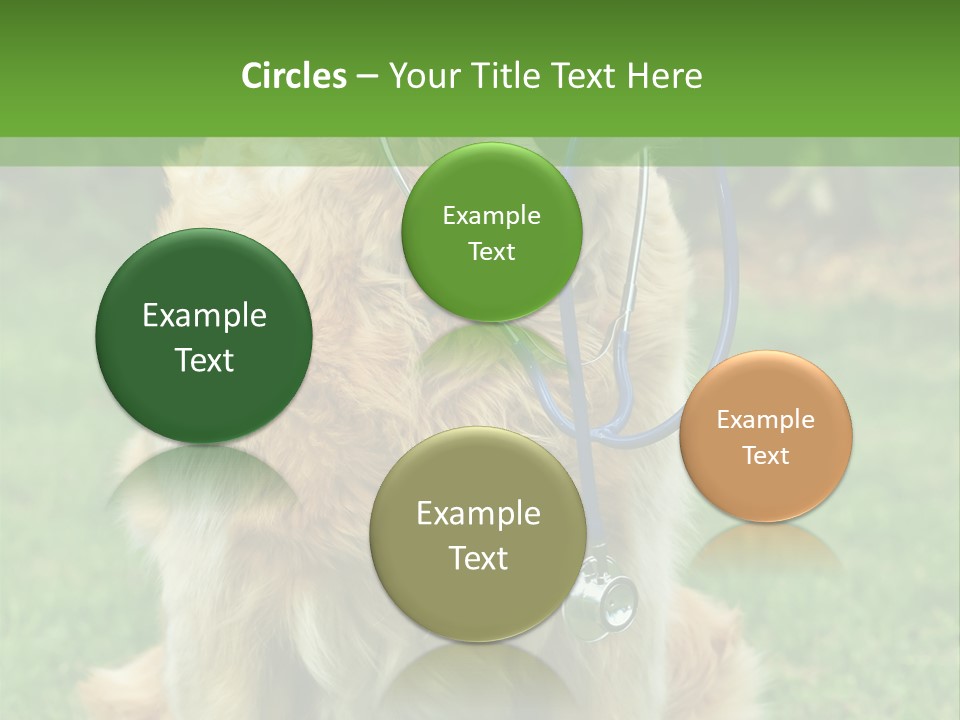 Dog With Stethoscope On Garden PowerPoint Template