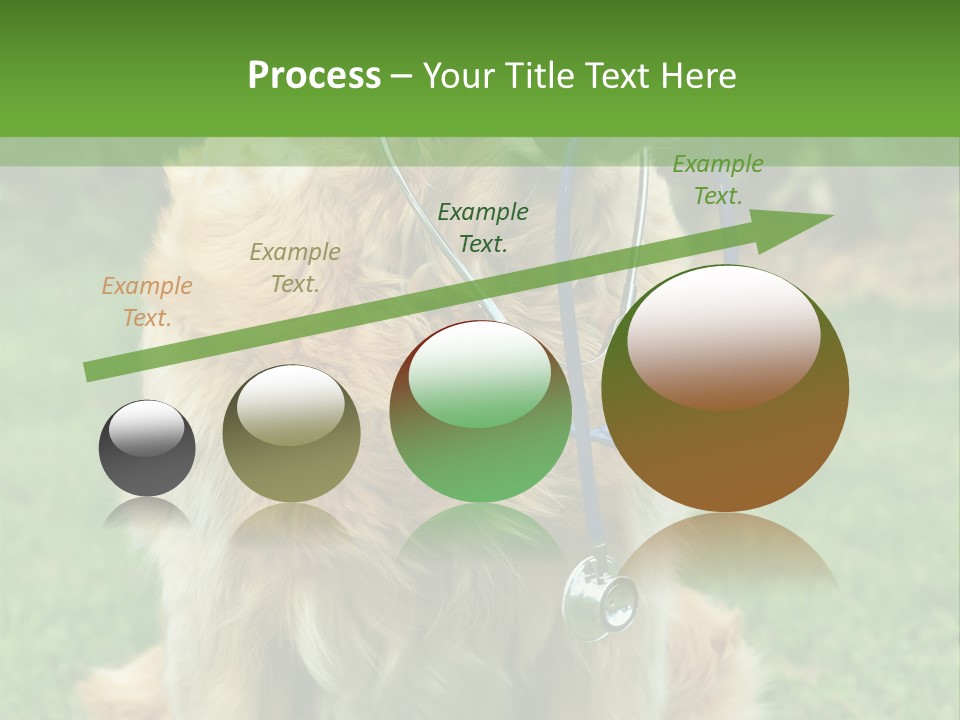 Dog With Stethoscope On Garden PowerPoint Template