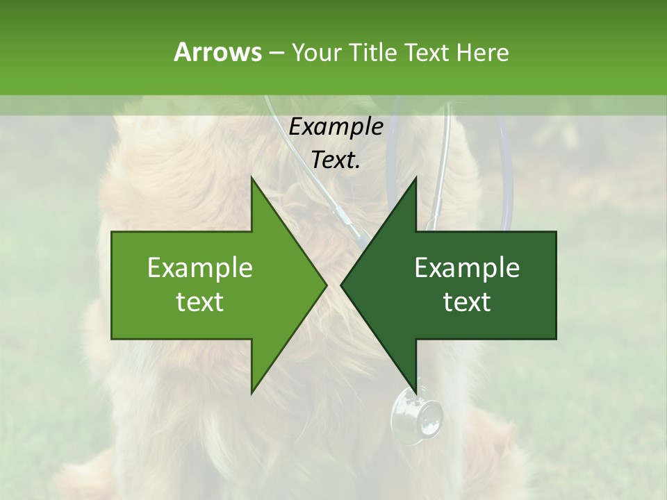 Dog With Stethoscope On Garden PowerPoint Template