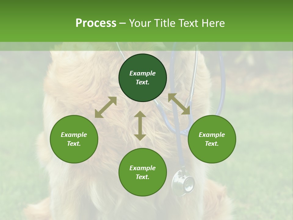 Dog With Stethoscope On Garden PowerPoint Template