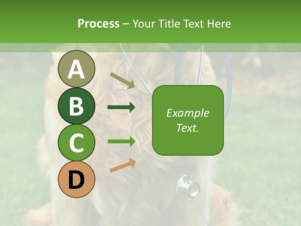 Dog With Stethoscope On Garden PowerPoint Template