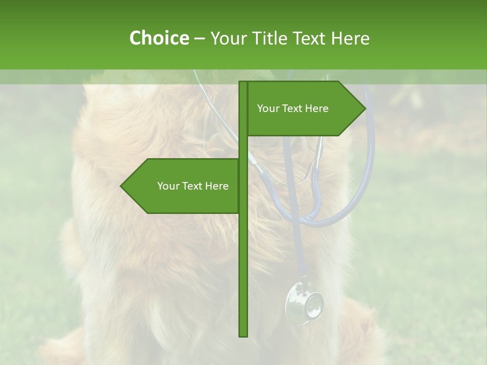 Dog With Stethoscope On Garden PowerPoint Template