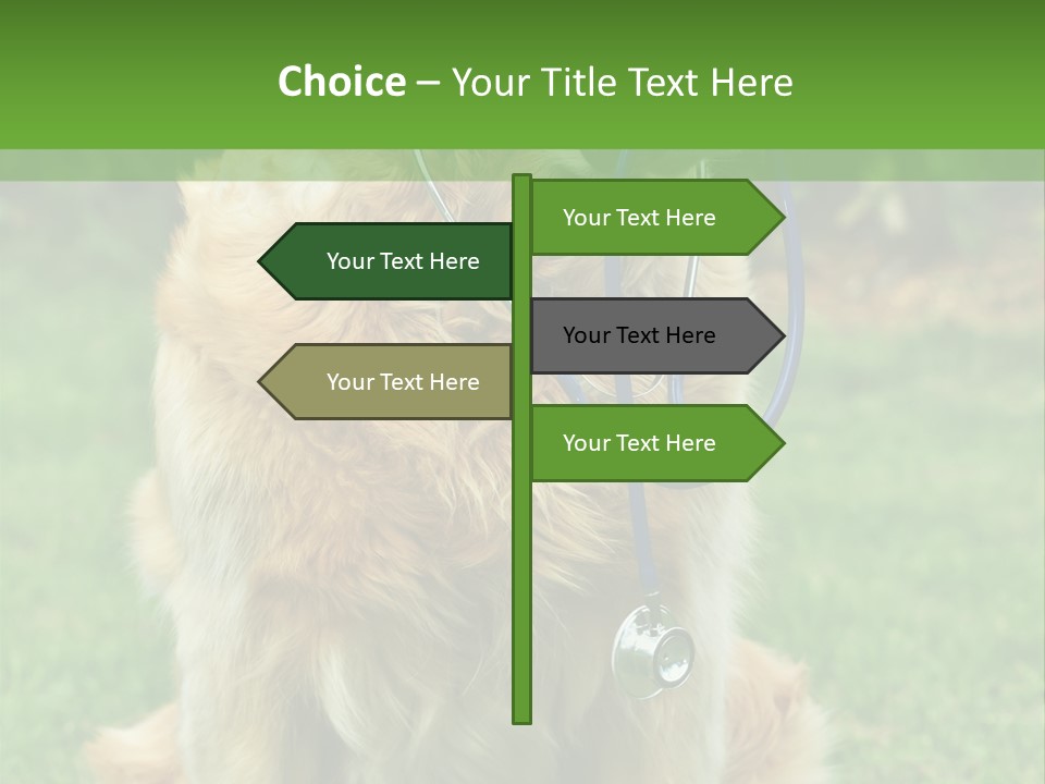 Dog With Stethoscope On Garden PowerPoint Template