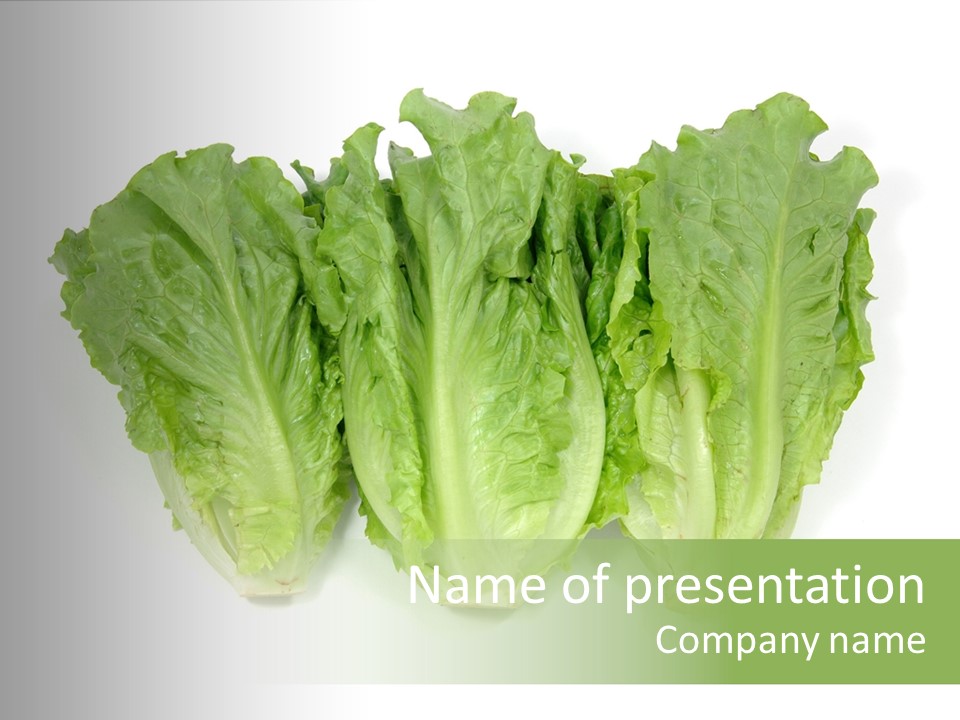 Chinese Lettuce In Isolated White Background PowerPoint Template