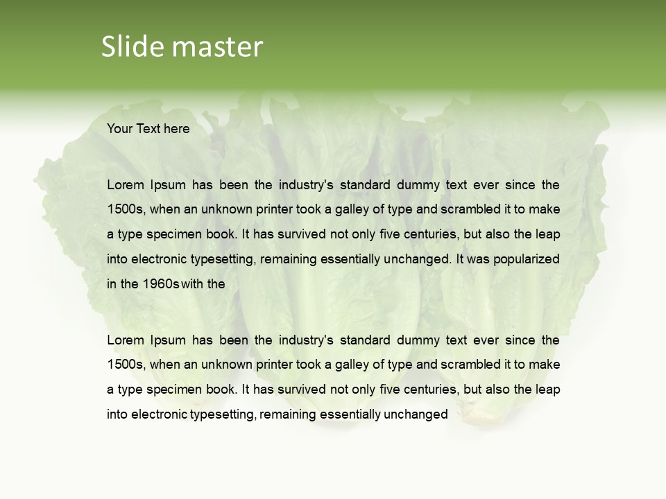 Chinese Lettuce In Isolated White Background PowerPoint Template