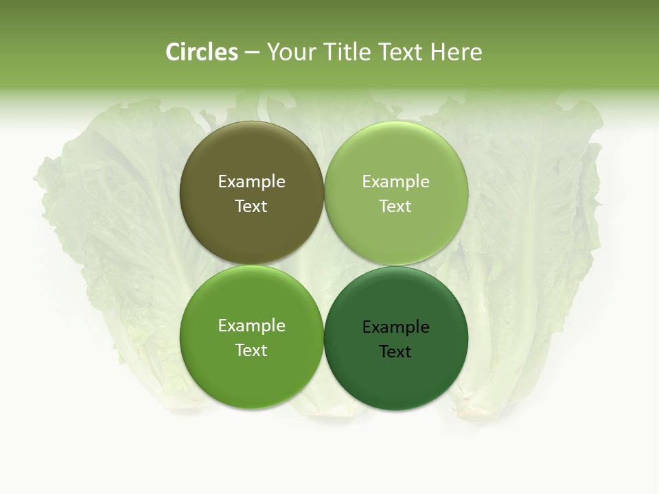 Chinese Lettuce In Isolated White Background PowerPoint Template