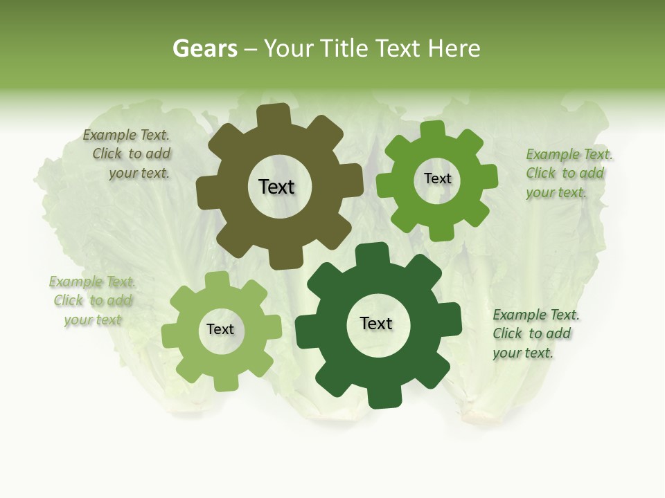 Chinese Lettuce In Isolated White Background PowerPoint Template