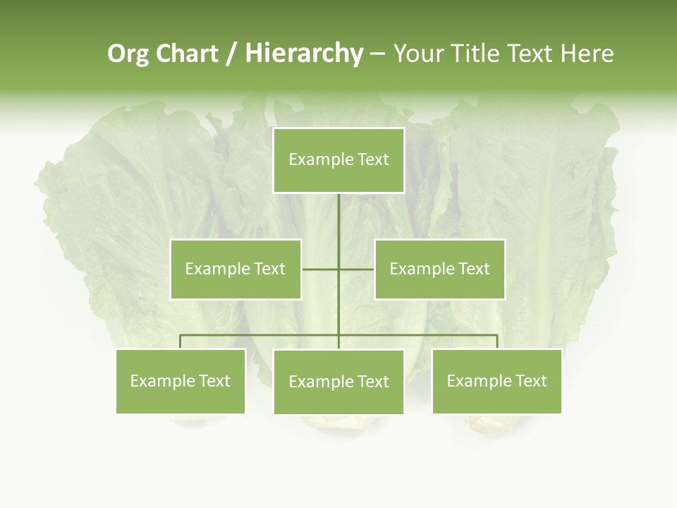 Chinese Lettuce In Isolated White Background PowerPoint Template