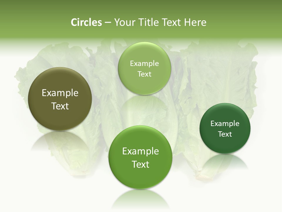 Chinese Lettuce In Isolated White Background PowerPoint Template