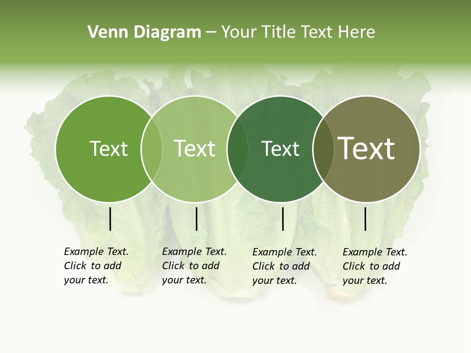 Chinese Lettuce In Isolated White Background PowerPoint Template