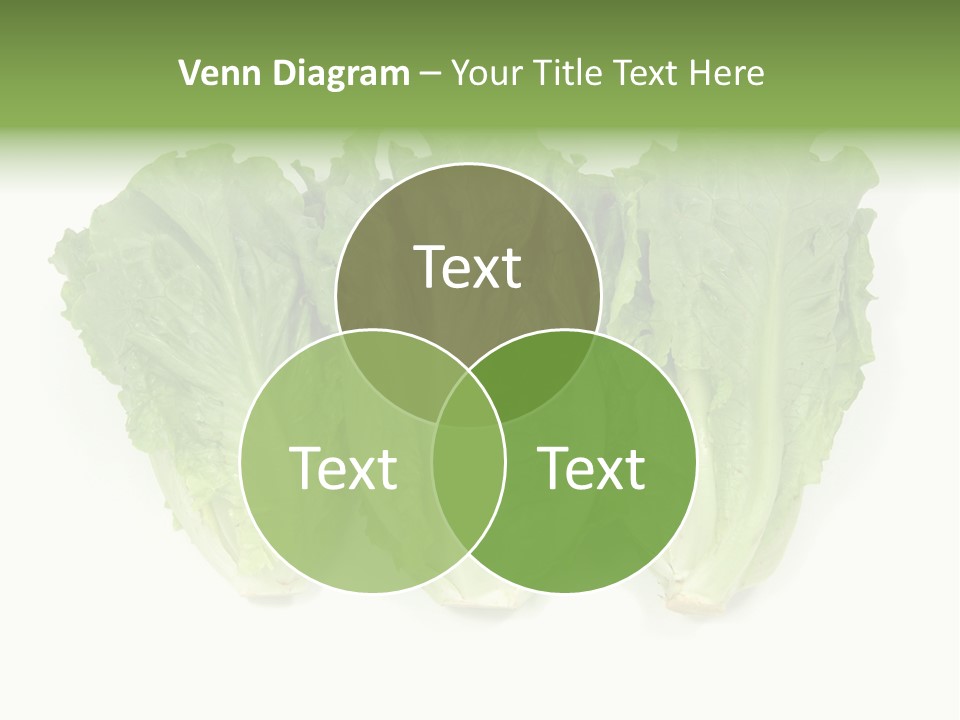 Chinese Lettuce In Isolated White Background PowerPoint Template