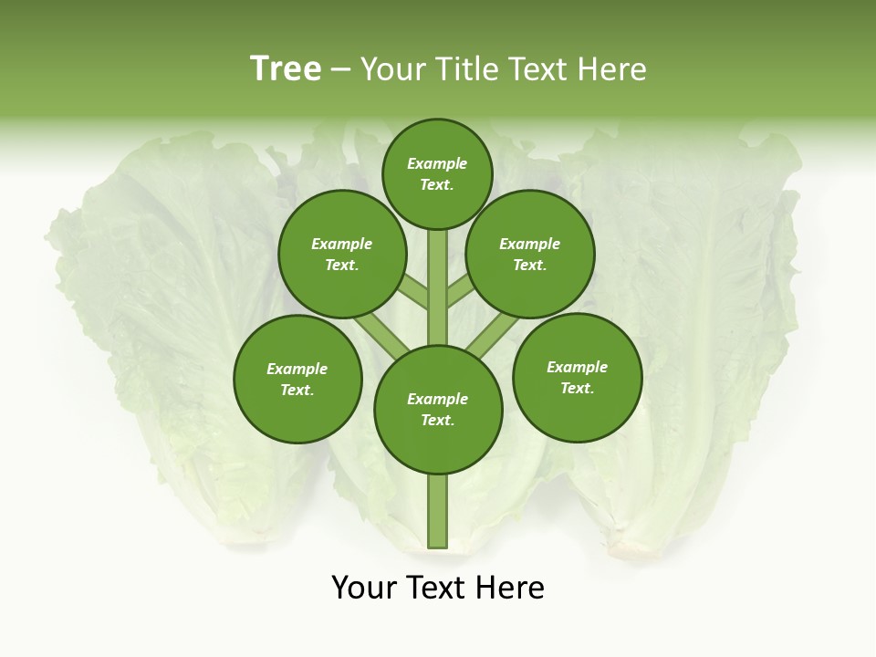 Chinese Lettuce In Isolated White Background PowerPoint Template