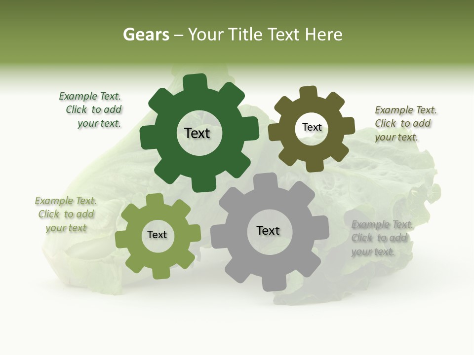Chinese Lettuce In Isolated White Background PowerPoint Template