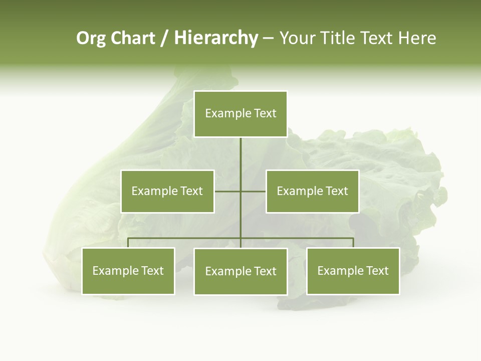 Chinese Lettuce In Isolated White Background PowerPoint Template