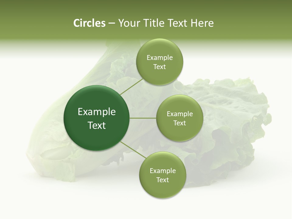 Chinese Lettuce In Isolated White Background PowerPoint Template