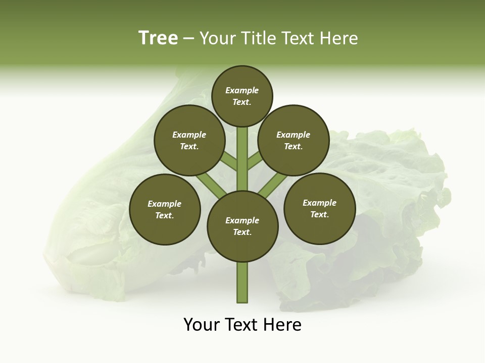 Chinese Lettuce In Isolated White Background PowerPoint Template