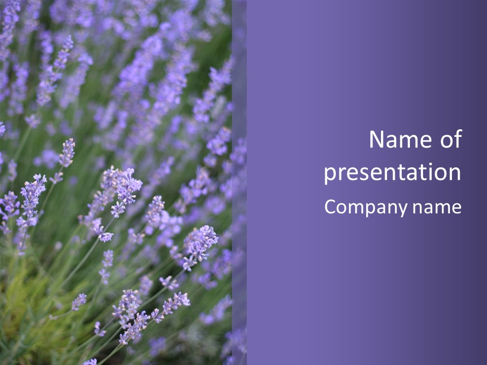 Lavender PowerPoint Template