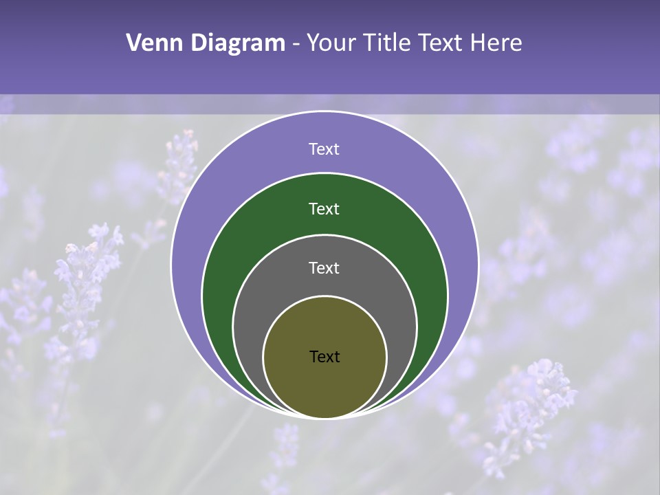Lavender PowerPoint Template